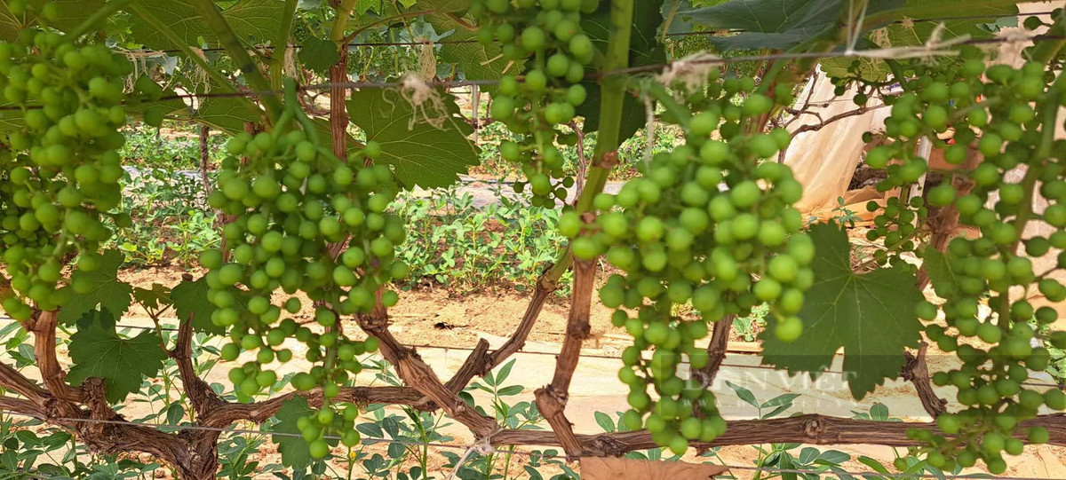 Trong nho o Son La sai triu qua, nong dan “bo tui” bon tien-Hinh-2