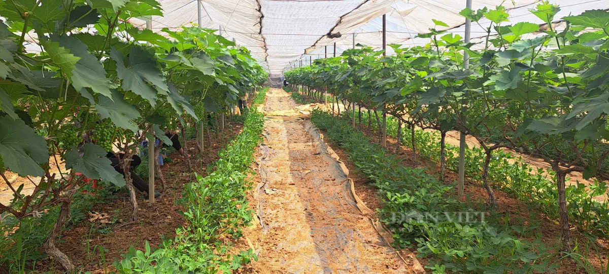 Trong nho o Son La sai triu qua, nong dan “bo tui” bon tien-Hinh-6