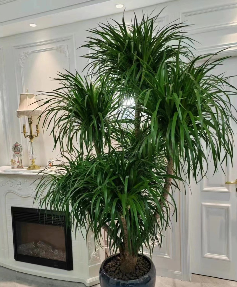 Ý nghĩa phong thủy tốt lành của cây cảnh huyết rồng: Tuổi thọ: Cây cảnh này có tuổi thọ rất cao, chỉ cần có môi trường thích hợp thì có thể sống hàng trăm, thậm chí hàng nghìn năm nên ý nghĩa của nó là trường thọ. Tốt lành: Ngoài ra, tên còn có chữ “rồng” nên còn hàm ý linh hồn rồng hổ, rồng ngựa, được coi là biểu tượng của sự cát tường.