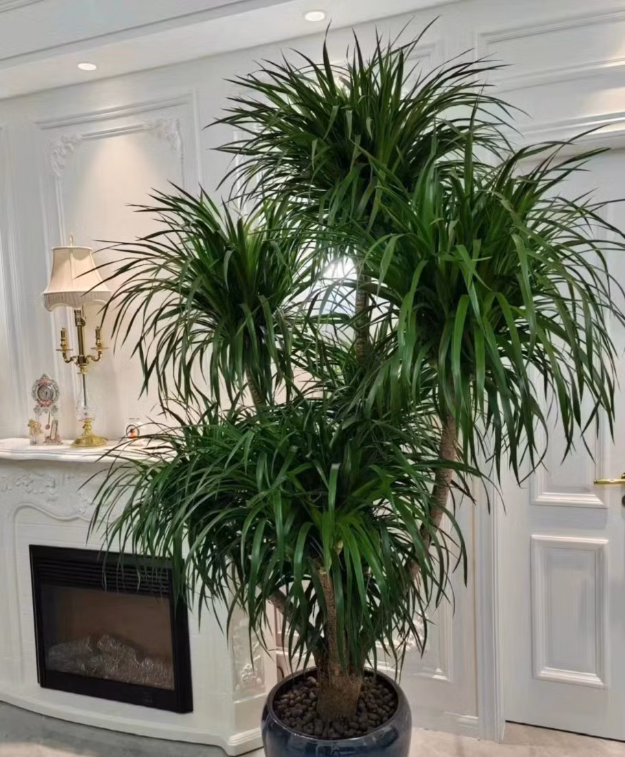 Ý nghĩa phong thủy tốt lành của cây cảnh huyết rồng: Tuổi thọ: Cây cảnh này có tuổi thọ rất cao, chỉ cần có môi trường thích hợp thì có thể sống hàng trăm, thậm chí hàng nghìn năm nên ý nghĩa của nó là trường thọ. Tốt lành: Ngoài ra, tên còn có chữ “rồng” nên còn hàm ý linh hồn rồng hổ, rồng ngựa, được coi là biểu tượng của sự cát tường.