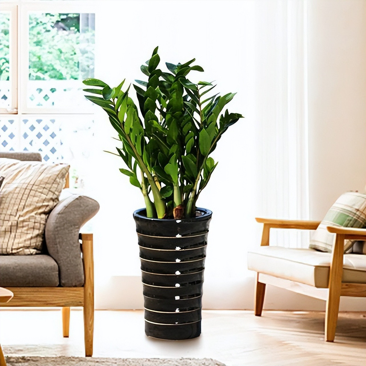  Cây kim tiền có tên khoa học là Zamioculcas zamifollia, hay người ta còn gọi là cây kim phát tài, thuộc cây cảnh họ thiên nam tinh, là loại cây dễ chùm, sống lâu năm, xanh tốt.