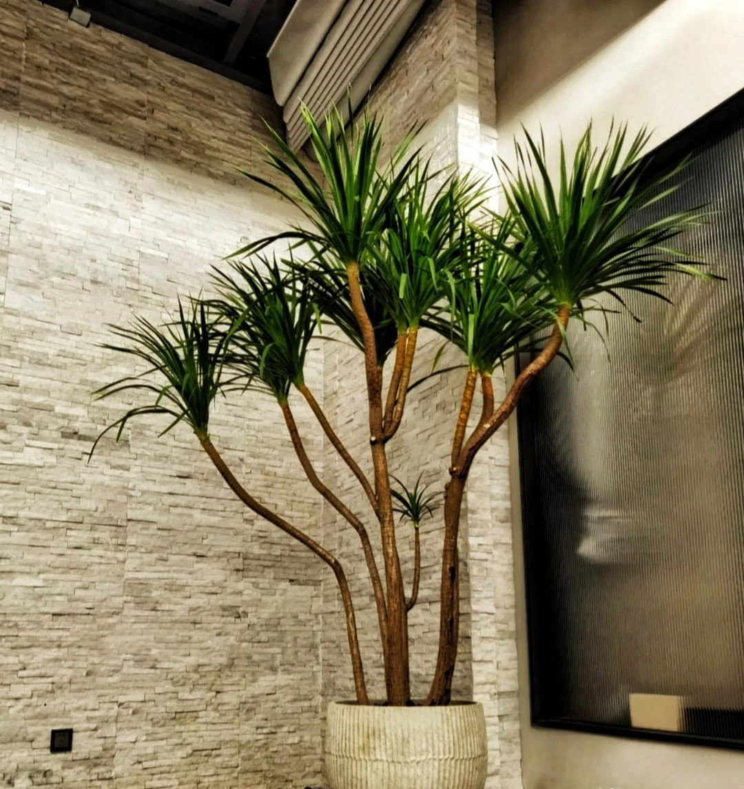  Sự nhiệt tình và sức sống: Nhựa của cây cảnh này có màu đỏ, là nguyên nhân khiến nó có tên "huyết rồng", đồng thời cũng tượng trưng cho sự nhiệt tình và sức sống.