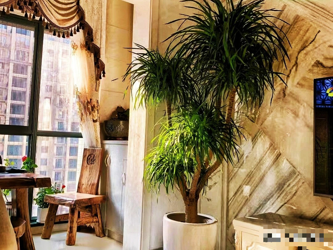 Bảo vệ sức khỏe: Theo phong thủy, cây huyết rồng có thể thúc đẩy sự hòa thuận trong gia đình và nâng cao tài lộc cho các thành viên trong gia đình, đồng thời bảo vệ sức khỏe và tuổi thọ của người nhà bạn.