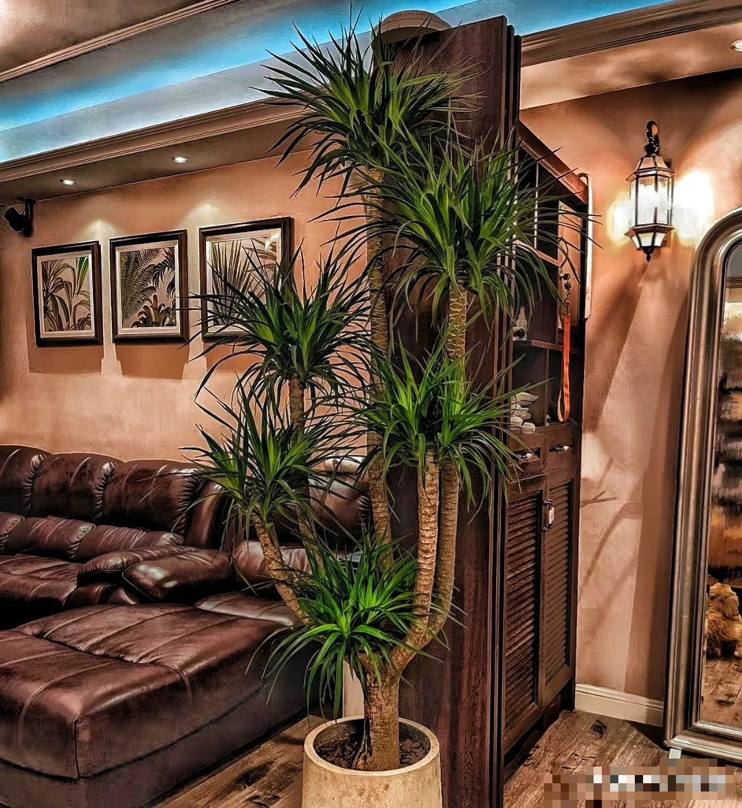 Như vậy, ý nghĩa của cây huyết rồng rất tốt. Nó mang ý nghĩa "may mắn, thịnh vượng và thành công trong kinh doanh". Trong phong thủy, cây cảnh này có thể cải thiện vận may và thịnh vượng cho gia đình.