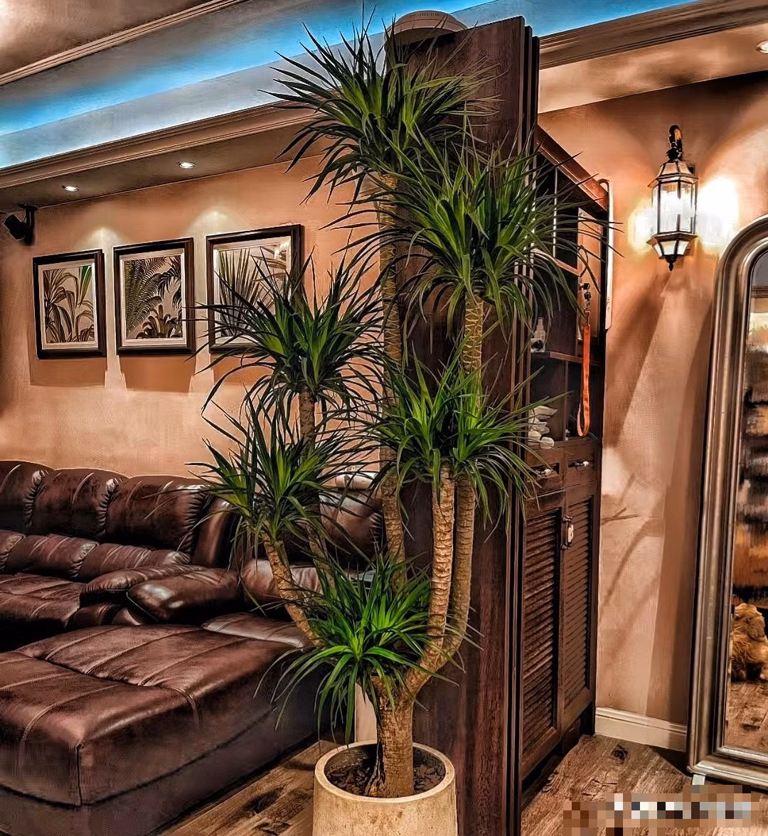 Như vậy, ý nghĩa của cây huyết rồng rất tốt. Nó mang ý nghĩa "may mắn, thịnh vượng và thành công trong kinh doanh". Trong phong thủy, cây cảnh này có thể cải thiện vận may và thịnh vượng cho gia đình.