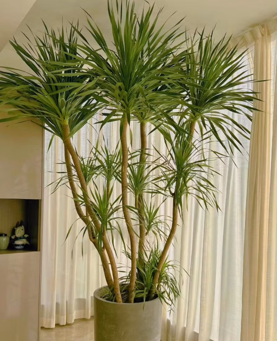  Nó cũng là một cây cảnh hot, đắt tiền trên mạng Internet hiện nay. Hình dáng của cây cảnh này khá độc đáo, ấn tượng. Cây cảnh này cho cảm giác sang trọng, lịch lãm khi đặt chúng trong phòng khách. 