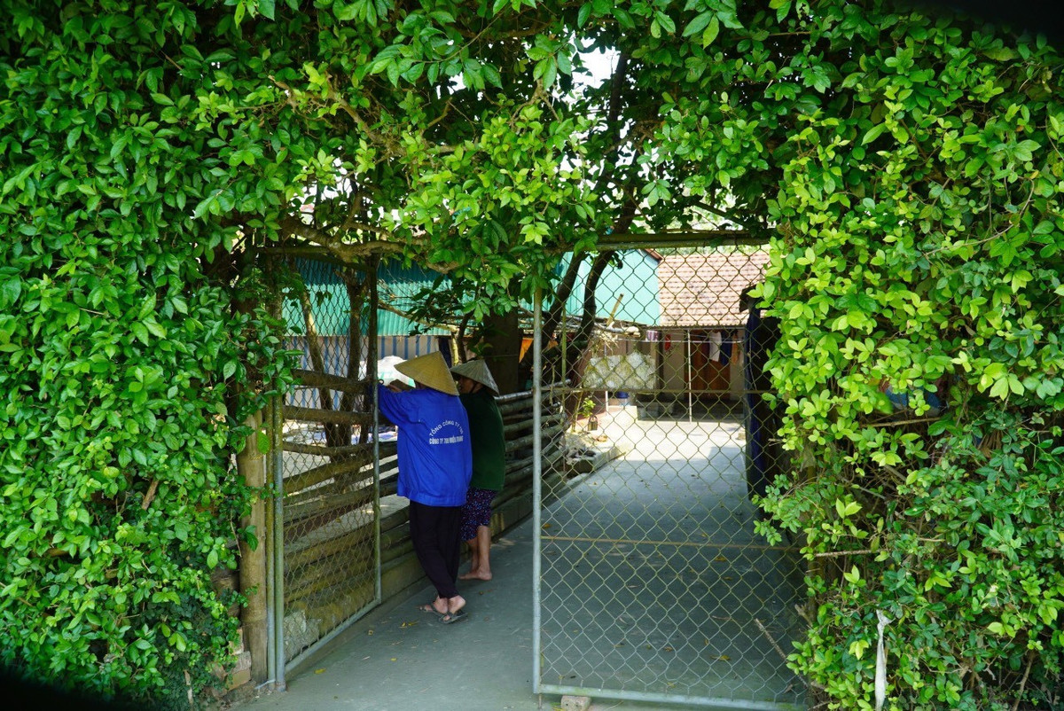 Xanh muot hang rao bang cay duoi tram tuoi o Ha Tinh-Hinh-5