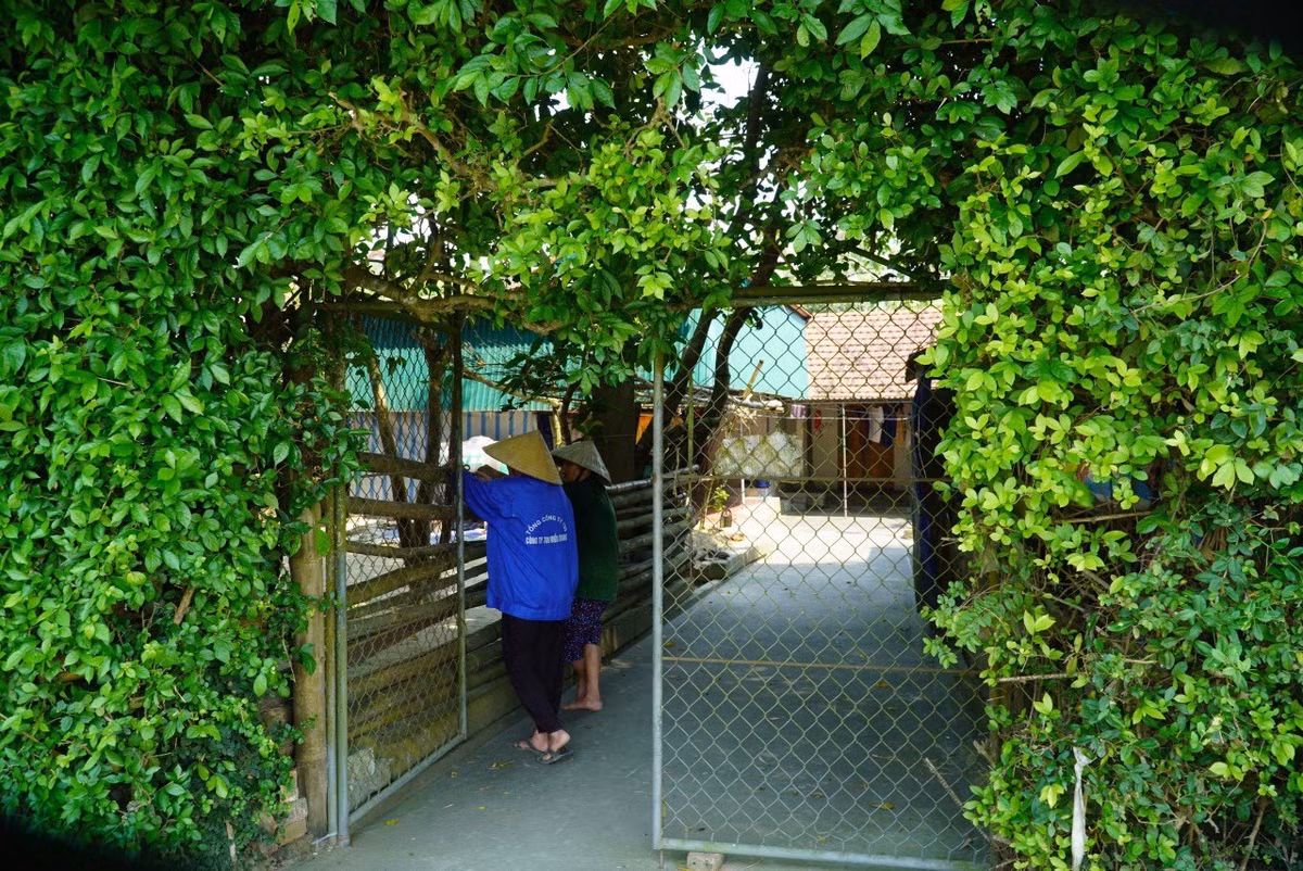 Xanh muot hang rao bang cay duoi tram tuoi o Ha Tinh-Hinh-5