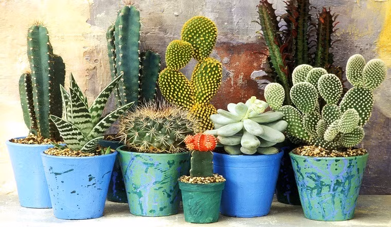 Theo phong thủy, hình dáng của cây xương rồng thuộc vào loại đặc biệt, có nhiều gai nhọn tượng trưng cho sát khí và sự nguy hiểm. Trưng xương rồng trong nhà có thể khiến gia chủ bị thương hoặc tạo ra khí xấu, mang lại điềm báo xiu xẻo.