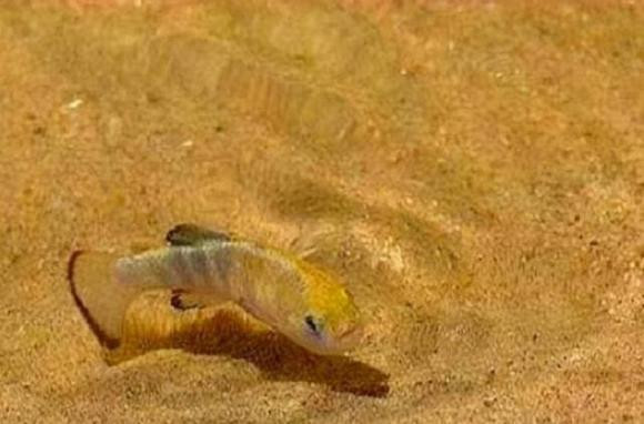 Ca sa mac con 38 con tren the gioi, phi bao ton 90 ty-Hinh-2