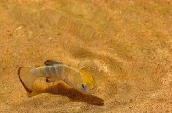 Ca sa mac con 38 con tren the gioi, phi bao ton 90 ty-Hinh-2