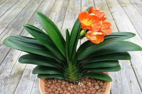 Cứ trồng 5 loại cây này trong bếp, tiền ào ào chảy vào túi - Hình 2 Cu trong 5 loai cay nay trong bep, tien ao ao chay vao tui-Hinh-2