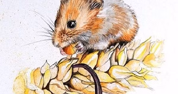 Tuổi Tý. Tuổi Tý được xem là một trong những con giáp may mắn, thường gặp nhiều quý nhân trong cuộc sống.