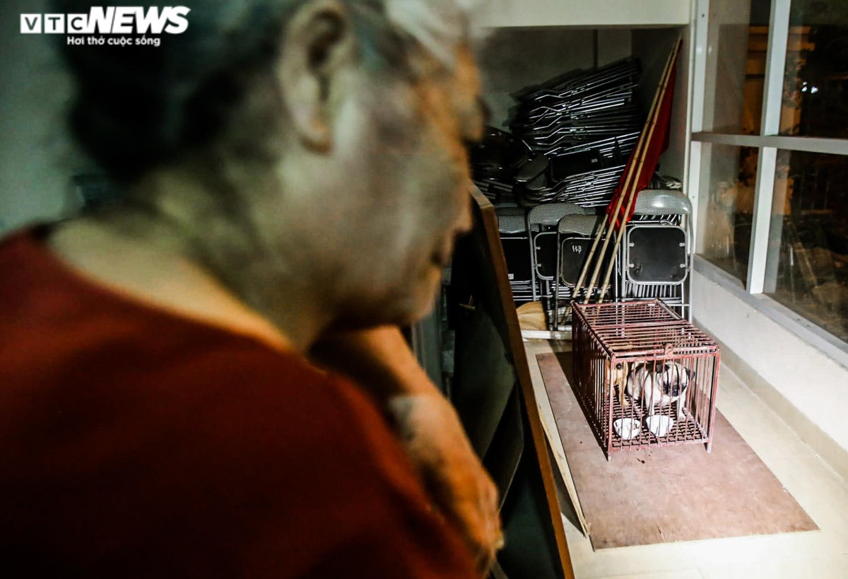 Những chú chó này được cho ăn uống đầy đủ và thông báo đến các hộ dân trong phường.