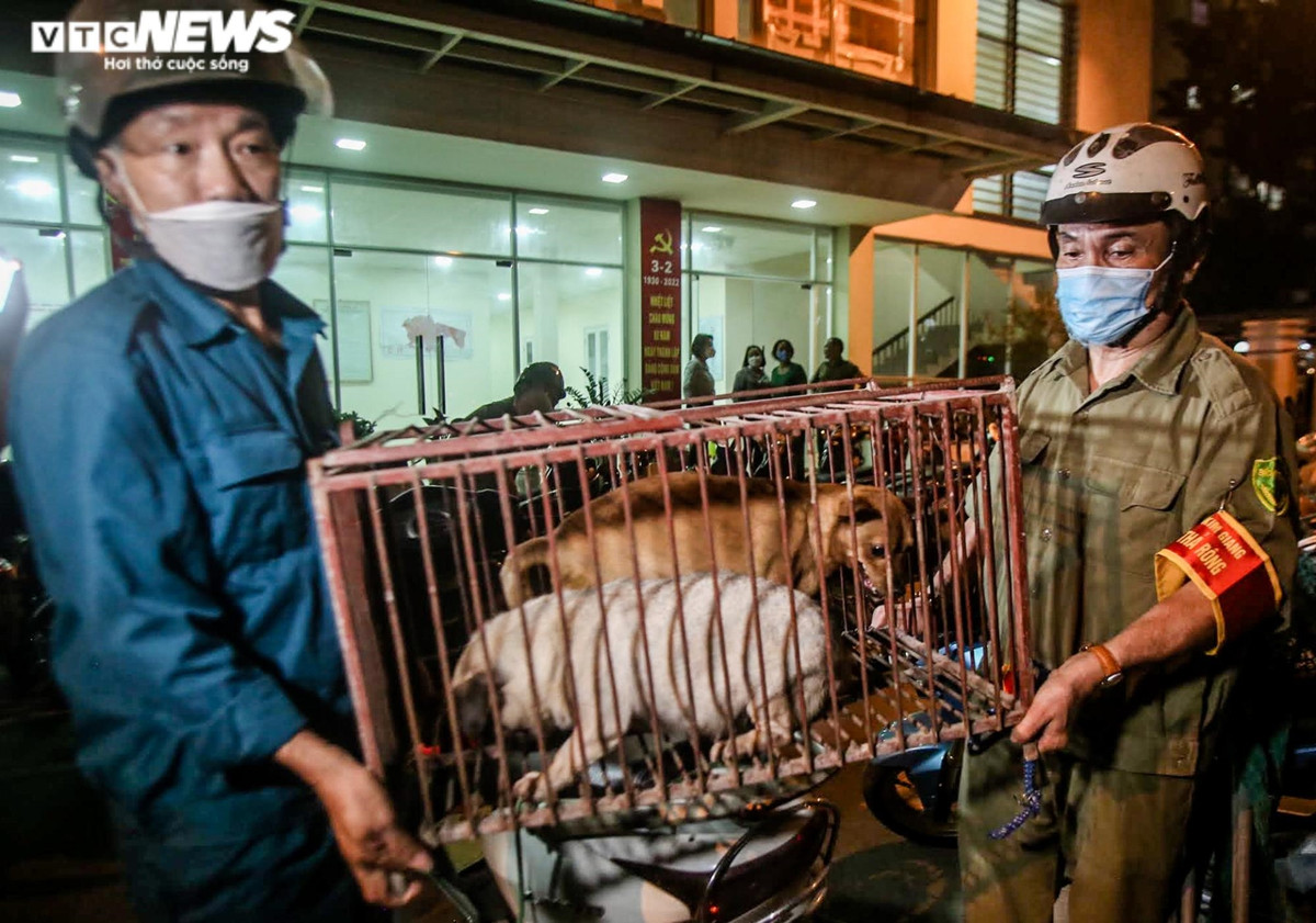 Bà Đào Thị Thanh Tâm, Phó chủ tịch UBND phường Kim Giang thông tin: "Phường Kim Giang là 1 trong 2 phường đầu tiên trên địa bàn Hà Nội thành lập đội bắt chó thả rông, gồm 7 thành viên".