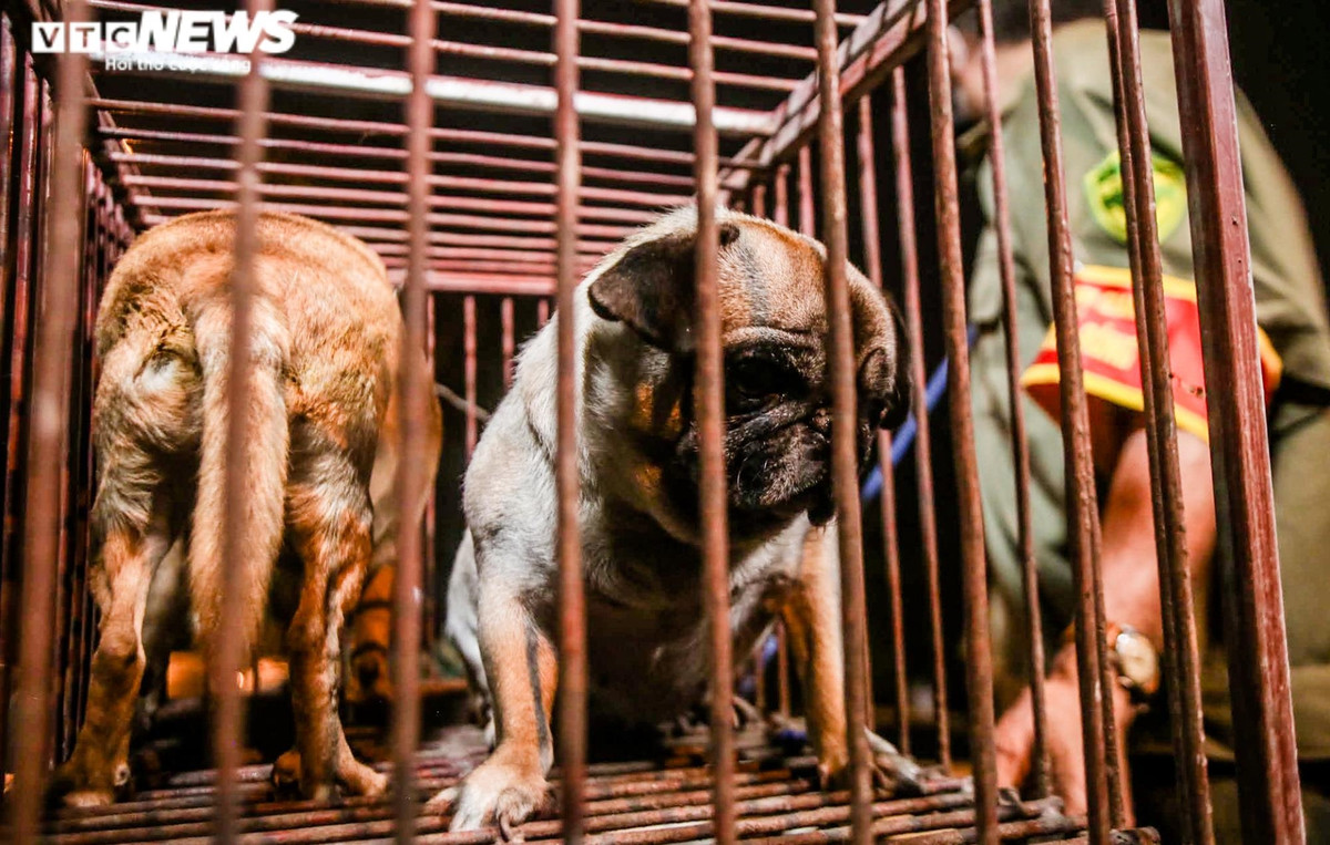 Những chú chó thả rông đầu tiên bị phát hiện, bắt giữ sau khoảng 15 phút đội đi tuần đường.