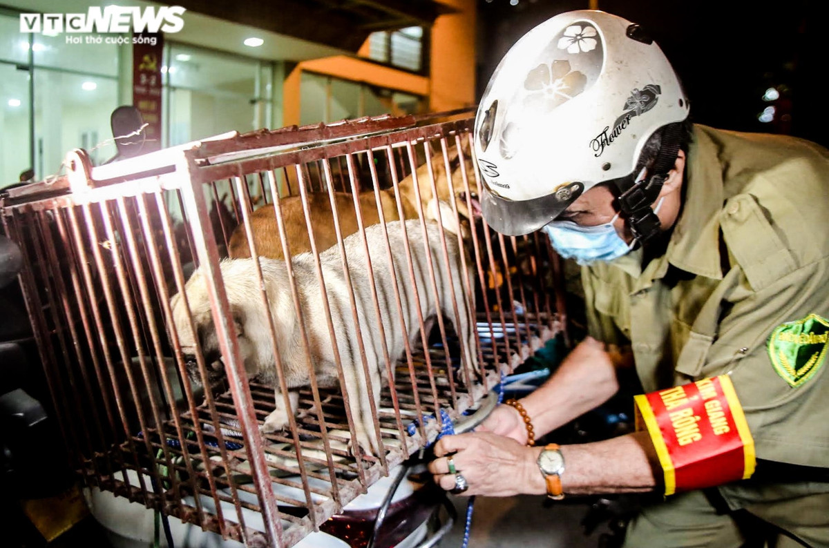 “Khi bắt được những chú chó thả rông, đội sẽ nhốt lại, sau đó sẽ thông báo đến chủ chó trên loa phát thanh và các nhóm Zalo của phường. Trong thời gian nhốt chó ở phường, chúng tôi cho ăn uống đầy đủ. Trong vòng 48 tiếng, nếu không có người đến nhận, chúng tôi sẽ đưa lên viện chăm sóc bảo vệ vật nuôi ở Thiên Đường Bảo Sơn”, bà Tâm cho hay.