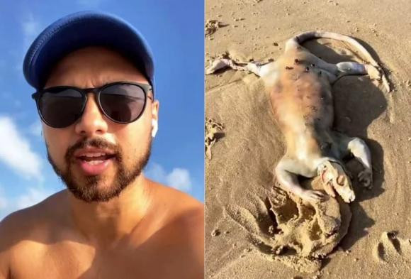 Xuat hien sinh vat da tron duoi dai ky la tim thay tren bai bien-Hinh-2