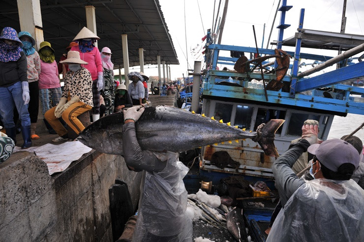 Mỗi chuyến ra khơi, các tàu cá khai thác được từ 40 đến 50 con cá ngừ.