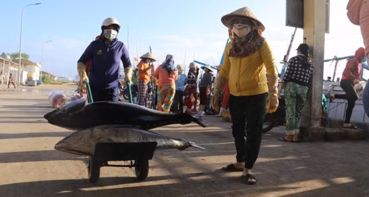 Với dân số gần 38 triệu người và chính sách đón nhận khoảng 400.000 người nhập cư mỗi năm, nhu cầu thủy sản, trong đó có cá ngừ của người dân Canada không ngừng tăng lên.