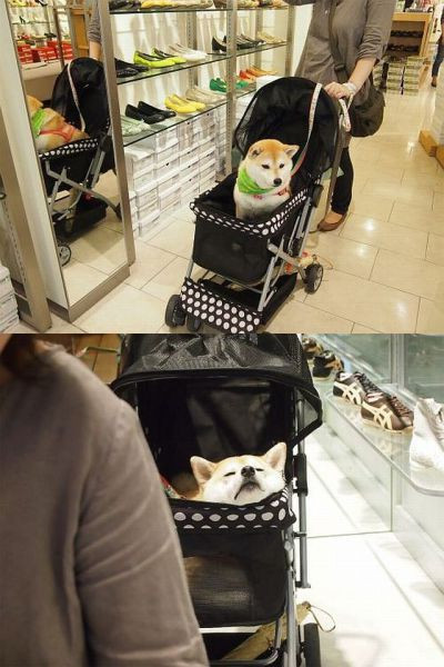 Khi thú cưng đi siêu thị cùng chủ nhân.