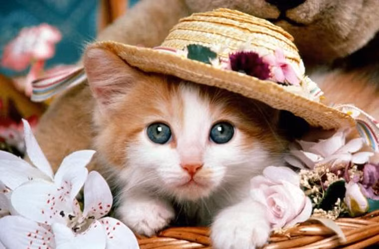 Cũng theo bà Allen, người tuổi Thìn, Tỵ có thể sẽ có những tranh luận, xung đột nhiều hơn trong năm 2014. Những người tuổi Mão có nhiều khả năng bị bệnh tật quấy rầy trong năm mới. Tuổi Dần và Sửu được dự đoán có xu hướng bạo lực dữ dội hơn. Người tuổi Tuất, Hợi có thể gặp bất hạnh.