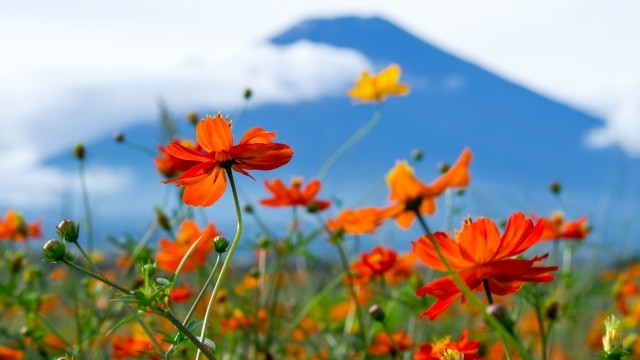 Phụ nữ sinh vào 3 tháng Âm lịch này là người vượng phu ích tử - Hình 3 Phu nu sinh vao 3 thang Am lich nay la nguoi vuong phu ich tu-Hinh-3