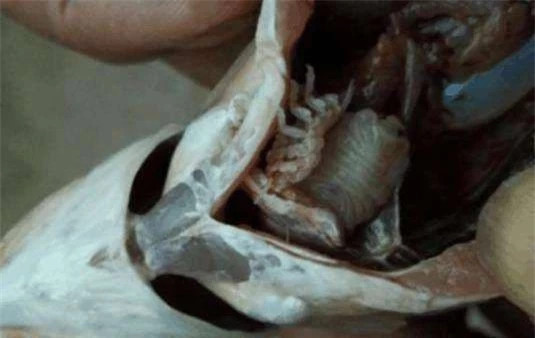 Mua ca vay la tuong quy, hoa ra trong bung chua dieu kinh di-Hinh-3