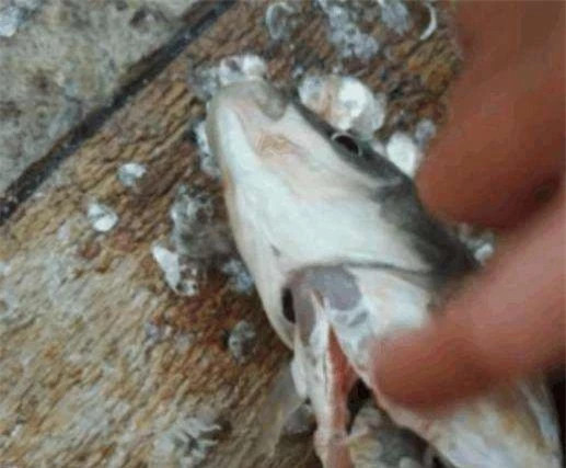 Mua ca vay la tuong quy, hoa ra trong bung chua dieu kinh di-Hinh-2