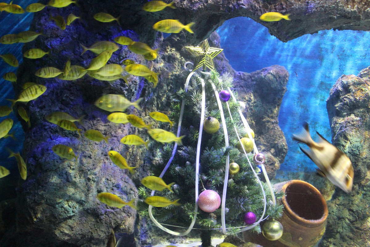 Man trinh dien duoi nuoc dac biet cua ong gia Noel o Nha Trang-Hinh-4