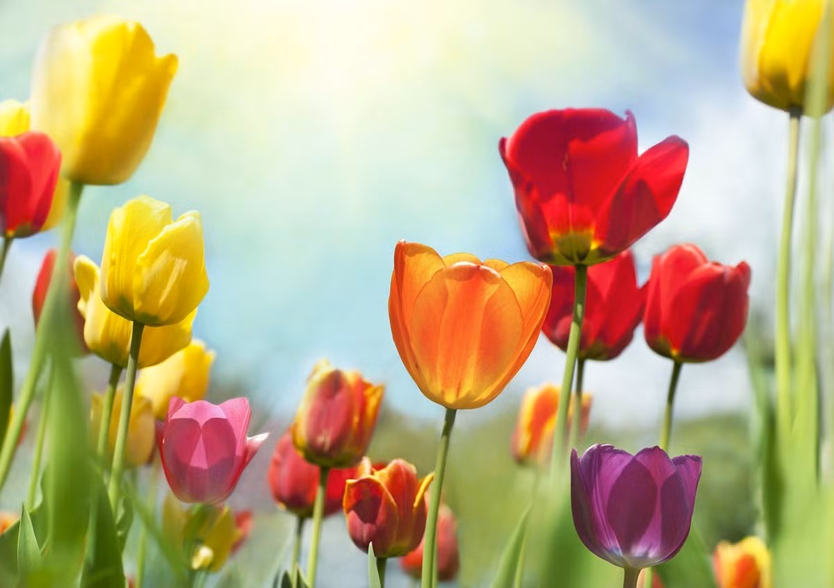 Nửa cuối tháng 12, 3 con giáp vượt khó, phú quý gấp bội - Hình 3 Nua cuoi thang 12, 3 con giap vuot kho, phu quy gap boi-Hinh-3