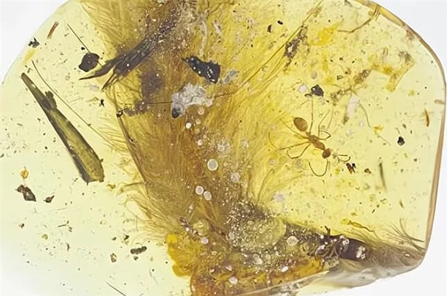 Manh ho phach luu giu hai con ruoi dang giao phoi suot 41 trieu nam-Hinh-5