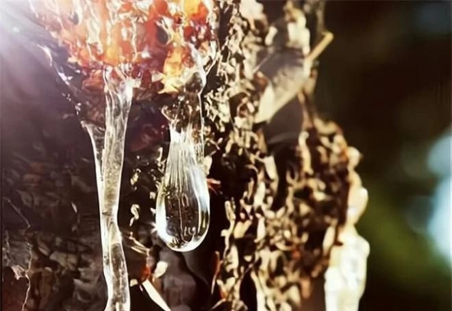 Manh ho phach luu giu hai con ruoi dang giao phoi suot 41 trieu nam-Hinh-4