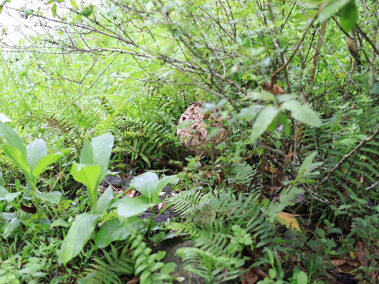 9x Phú Thọ thu về hàng chục triệu đồng nhờ nghề lạ ảnh 5