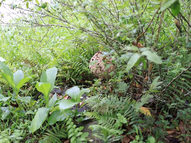 9x Phú Thọ thu về hàng chục triệu đồng nhờ nghề lạ ảnh 5 9x Phú Thọ thu về hàng chục triệu đồng nhờ nghề lạ ảnh 5