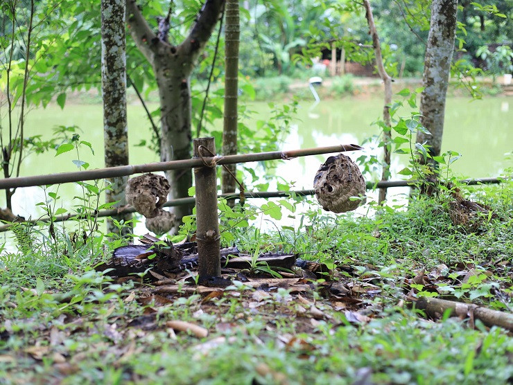 9x Phú Thọ thu về hàng chục triệu đồng nhờ nghề lạ ảnh 1