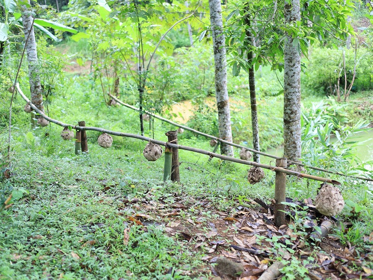 9x Phú Thọ thu về hàng chục triệu đồng nhờ nghề lạ ảnh 2