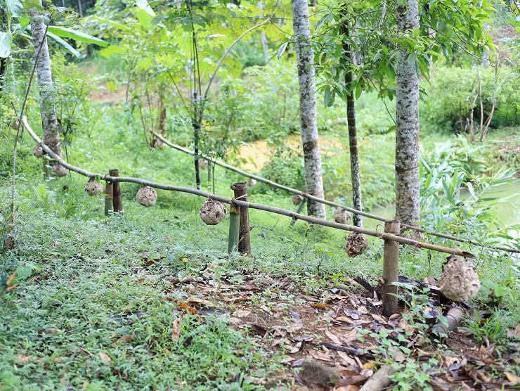 9x Phú Thọ thu về hàng chục triệu đồng nhờ nghề lạ ảnh 2 9x Phú Thọ thu về hàng chục triệu đồng nhờ nghề lạ ảnh 2