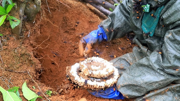 9x Phú Thọ thu về hàng chục triệu đồng nhờ nghề lạ ảnh 4