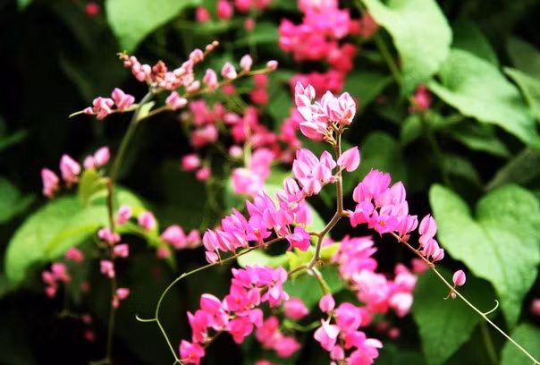 Tu ngay 15/8, 3 con giap co phuc khi tran day-Hinh-3