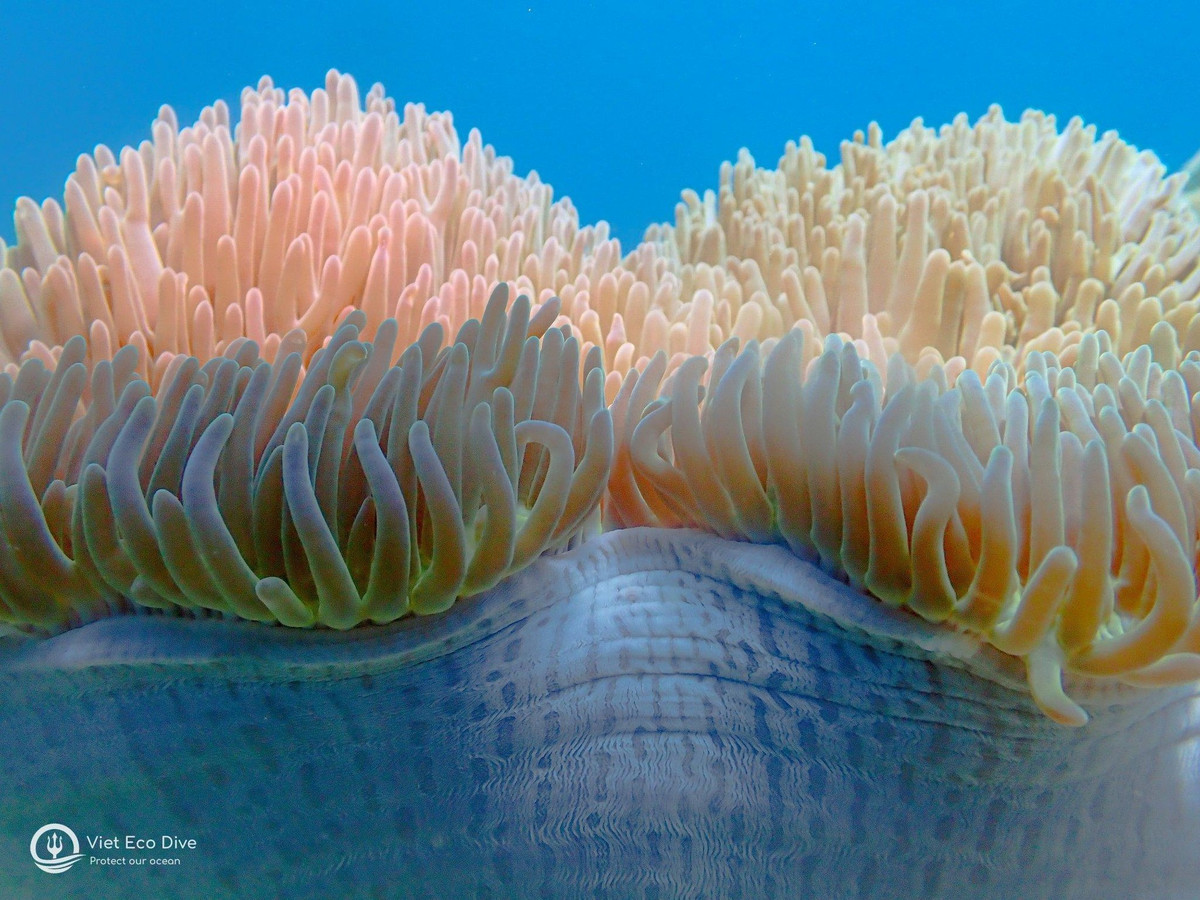 Theo Viện Hải Dương học, diện tích san hô lớn nhất và tính đa dạng sinh học lớn nhất được ghi nhận tại vùng biển miền Trung và miền Nam. Một số nơi có rạn san hô rất đẹp như Lý Sơn, Bình Định, Côn Đảo, Cù Lao Chàm. Nha Trang từng có những rạn san hô rất đẹp tại Khu bảo tồn thiên nhiên Hòn Mun. Tuy nhiên, thời gian qua, rạn san hô nơi đây đã bị phá hủy nghiêm trọng.