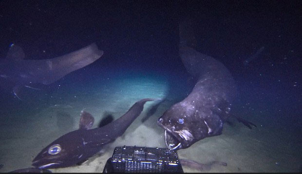 'Dai vuong' san moi cua vung bien Nhat