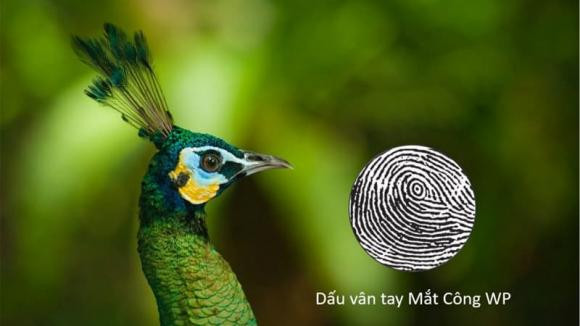 Những người này một khi kinh doanh thì về cơ bản hầu hết đều thành công, vì họ có những ý tưởng độc đáo, đầy tính sáng tạo, và hầu hết họ đều có cuộc sống sung túc, may mắn. 