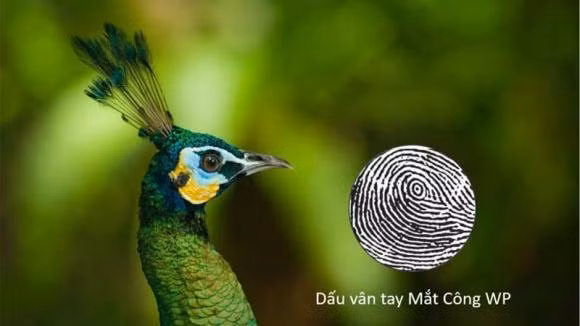 Những người này một khi kinh doanh thì về cơ bản hầu hết đều thành công, vì họ có những ý tưởng độc đáo, đầy tính sáng tạo, và hầu hết họ đều có cuộc sống sung túc, may mắn. 