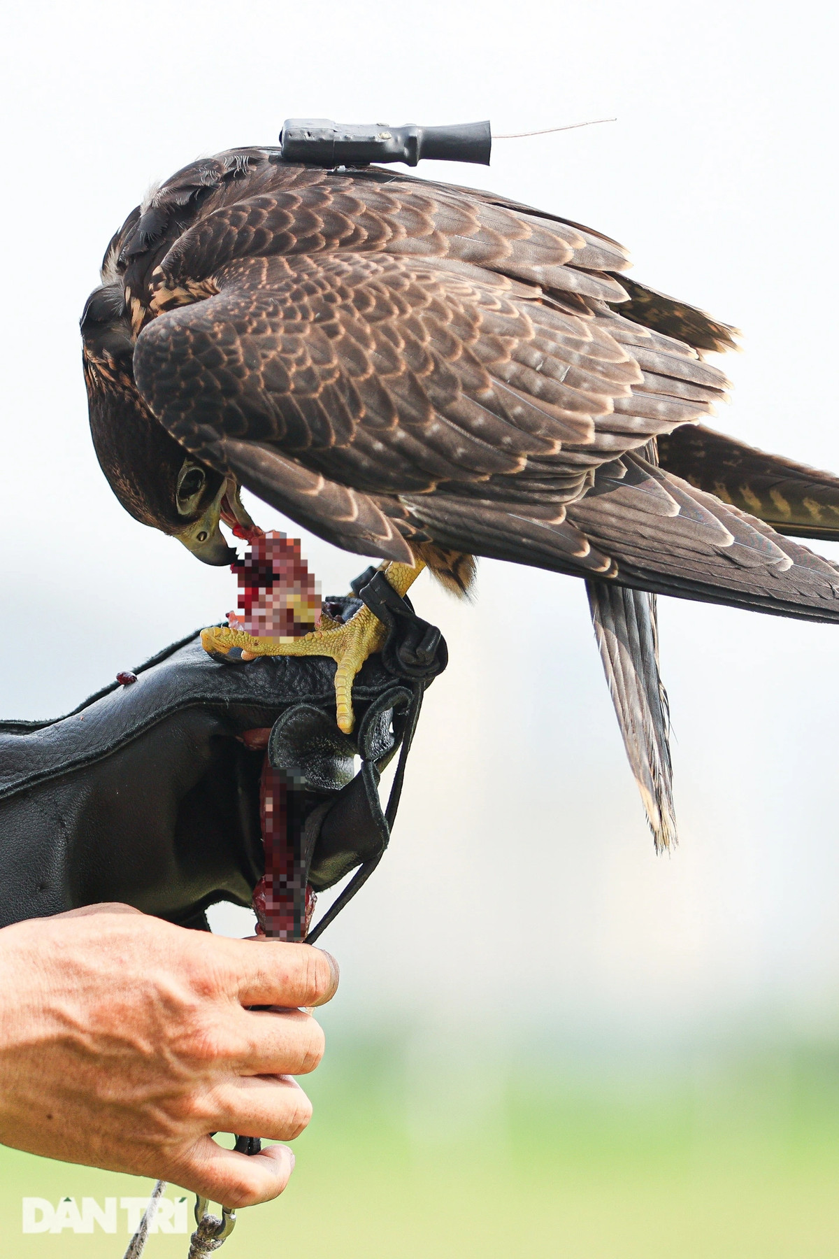 Dan choi Ha Noi chi chuc trieu nuoi loai chim 'trinh sat tren khong'-Hinh-9