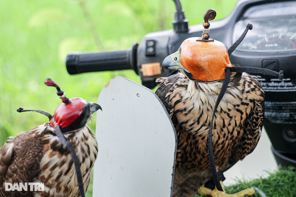 Dan choi Ha Noi chi chuc trieu nuoi loai chim 'trinh sat tren khong'-Hinh-10