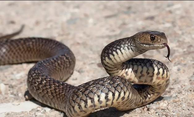 Choang be gai 2 tuoi binh than giet chet con ran vua can minh