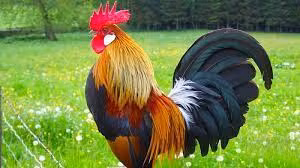 Tử vi học dự báo, hai tháng cuối năm 2022, tuổi Dậu sẽ khởi sắc cả tình lẫn tiền. Sự nghiệp không còn bị cản trở, gặp được nhiều quý nhân, tiền đồ ngày càng rộng mở. Nói chung chỉ cần nắm bắt cơ hội tốt là họ sẽ nâng tầm giá trị bản thân và kiếm được nhiều tiền.