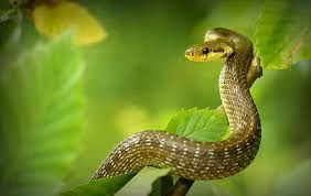 Hai tháng cuối năm nay, có thể nói tuổi Tỵ trở nên rất giàu có và may mắn, đặc biệt là trong sự nghiệp. Họ ngày càng ăn nên làm ra khiến ai cũng bất ngờ.