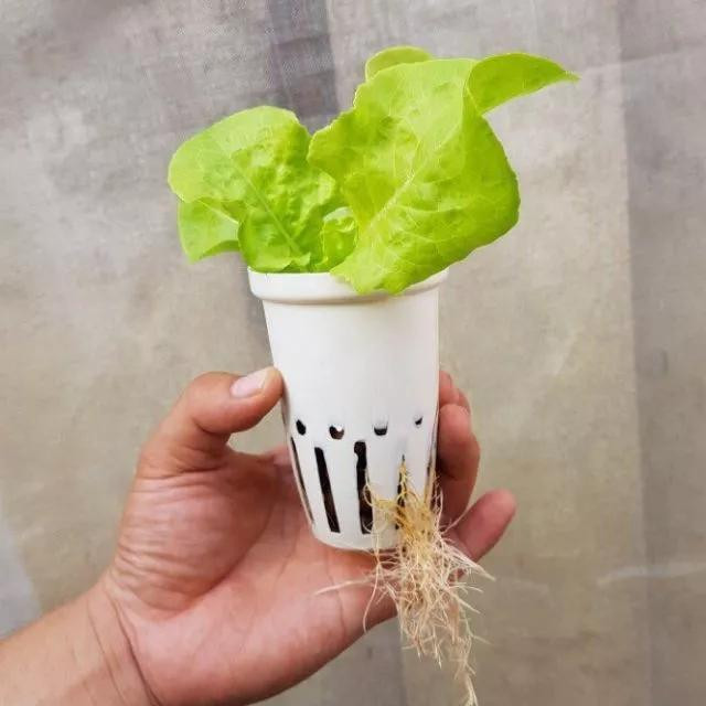 Khong muon chet som, tuyet doi dung an 4 loai rau pha noi tang